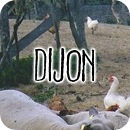 dijon