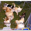 Pedigree Dogs 005.jpg