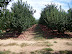 Picking Apples