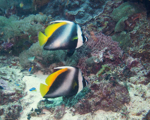 P7054746