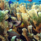 Cardinalfish (Cabilao)