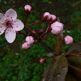 Prunus pissardii - Prunus mirobolan