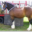 Shire 006.jpg