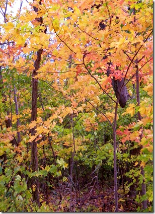 Fall Beauty 032 Fall Beauty 032