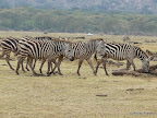 Manyara Nationalpark