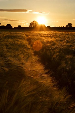 Summer-Barley-10