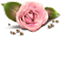 [67x65-rose-topTR_thumb%255B2%255D.gif]