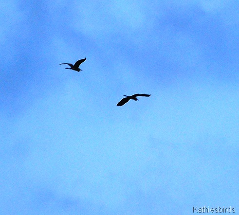 9. great blue herons-kab