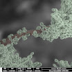 White-mould-cells.jpg