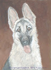 This is Senta, Delia's beloved German shepherd from years ago. This is Senta, Delia's beloved German shepherd from years ago.