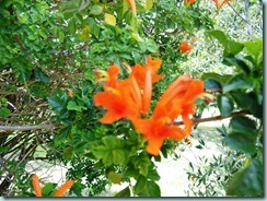 Trumpet flower