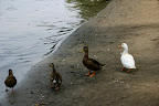 http://lh5.ggpht.com/-txQK_BPMcgc/THHa_x_IgzI/AAAAAAAAANI/9ADKI-m8n_c/s1600/IMG_0113.JPG