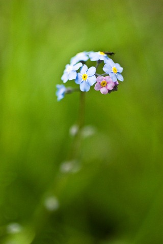 Forget-me-Not