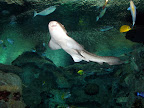 A zebra shark at the Shark Reef Aquarium at Mandalay Bay.
