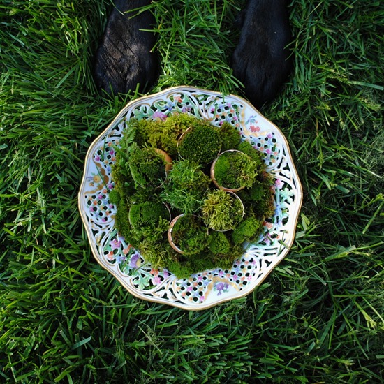 [Easter%2520Moss%25202%255B3%255D.jpg]