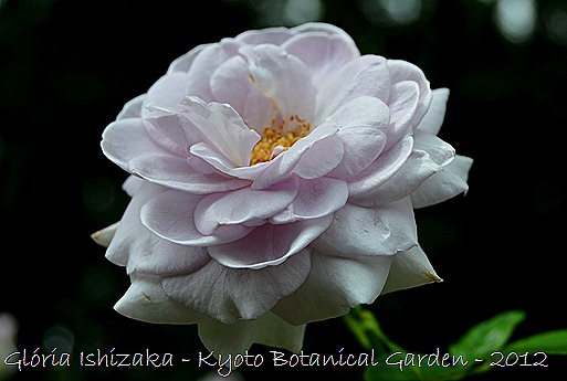 Glória Ishizaka -   Kyoto Botanical Garden 2012 - 133
