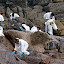 A Few Meters Away...  Another Team, Another Huge Set Of Boulders Covered In Oil (See Lower Right) - Tauranga, New Zealand