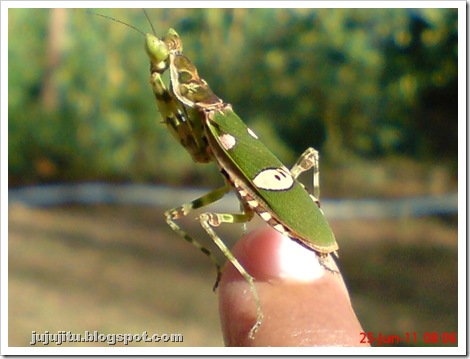 Belalang Sembah Jeweled Flower Mantis  (Creobroter gemmatus)