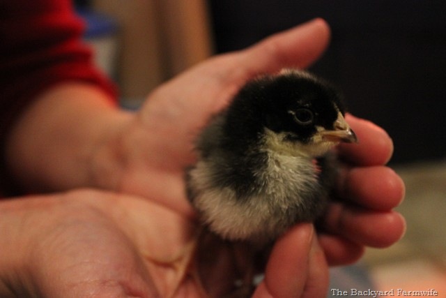 [chicks%252006%255B5%255D.jpg]