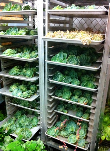 san_francisco_flower_market botanica floral design san_francisco_flower_market botanica floral design