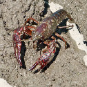 Crayfish or crawdad