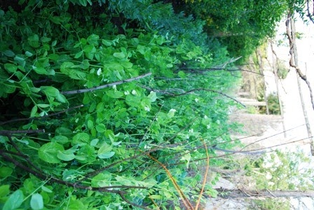 [ervilhas%2520DSC_0127DSC_012701%255B8%255D.jpg]