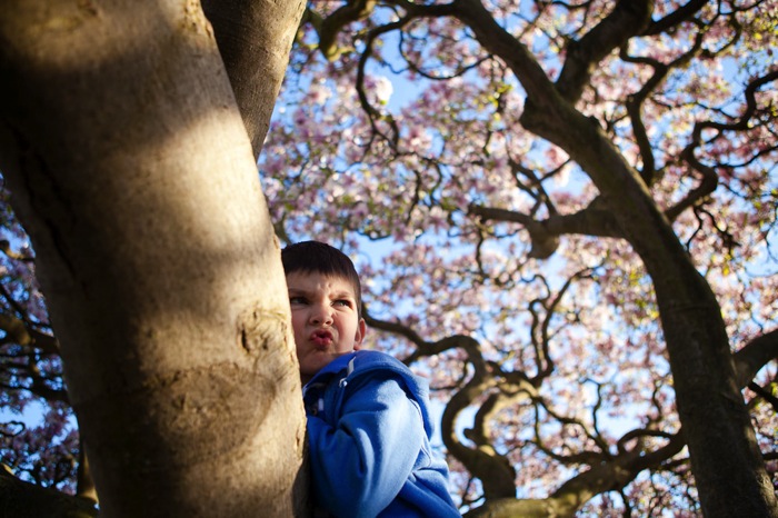 Thetree 11