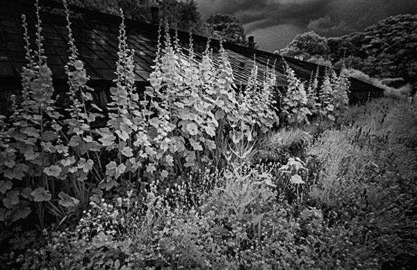 Old Greenhouse and Border IR