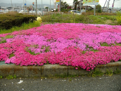 渋川伊香保IC付近の道ばたの芝桜も綺麗だった