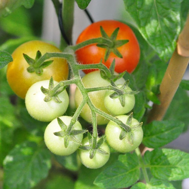 garden_tomatoes
