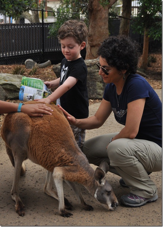 Alex petting kangaroo