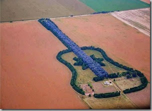 trees planted to form guitar