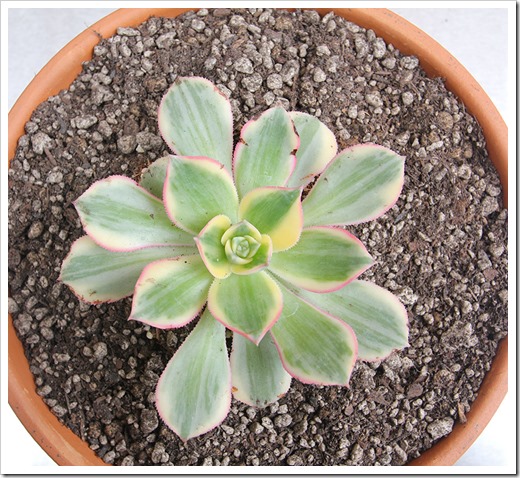 111003_Aeonium-decorum-Sunburst