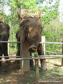Elephant Waving Hi