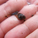 Tadpole