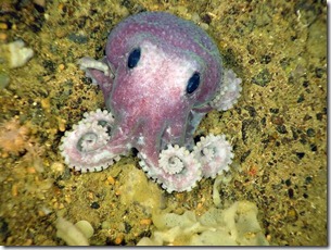newfoundland-deep-sea-species-octopus_23992_600x450