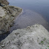 dsc03645.jpg