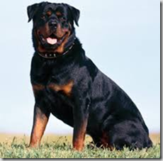 rottweiler