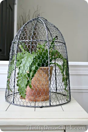 Plant under wire cloche