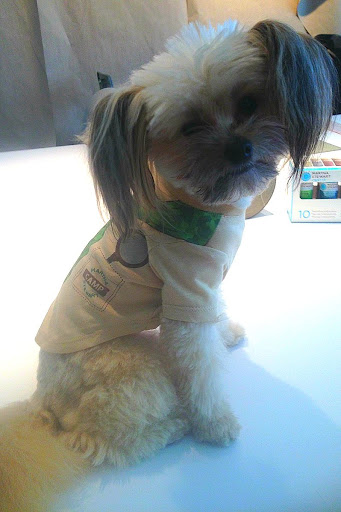 This is the Gym Jumpsuit. “My coworkers call me ‘the canine calculator;’ I sit around chewing on numbers all day long. I need to wear something that looks sharp, but doesn’t interfere with my work.” This is the Gym Jumpsuit. “My coworkers call me ‘the canine calculator;’ I sit around chewing on numbers all day long. I need to wear something that looks sharp, but doesn’t interfere with my work.”
