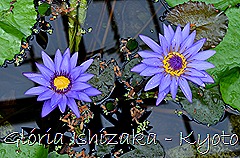 Glória Ishizaka - Ninféia -  Kyoto Botanical Garden 2012 - 5