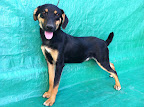 JADEX
 Macho 7 meses. Cariñoso, juguetón