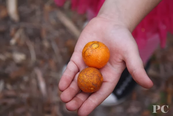 [IMG_6872%255B3%255D.jpg]