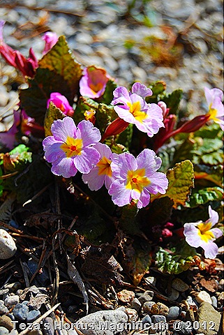 [DSC_0012%255B1%255D.jpg]