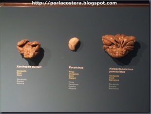 fosiles (3)