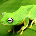 Leaf-nesting shrub frog