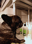 GK, you don't need a full shampoo because you've had a bath recently.  It's important not to bathe dogs too frequently as it can wash away too many of our natural oils.  Those oils keep our skin healthy and our coats shiny!