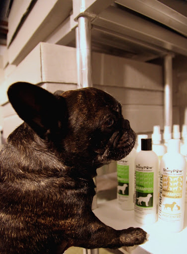 GK, you don't need a full shampoo because you've had a bath recently.  It's important not to bathe dogs too frequently as it can wash away too many of our natural oils.  Those oils keep our skin healthy and our coats shiny!