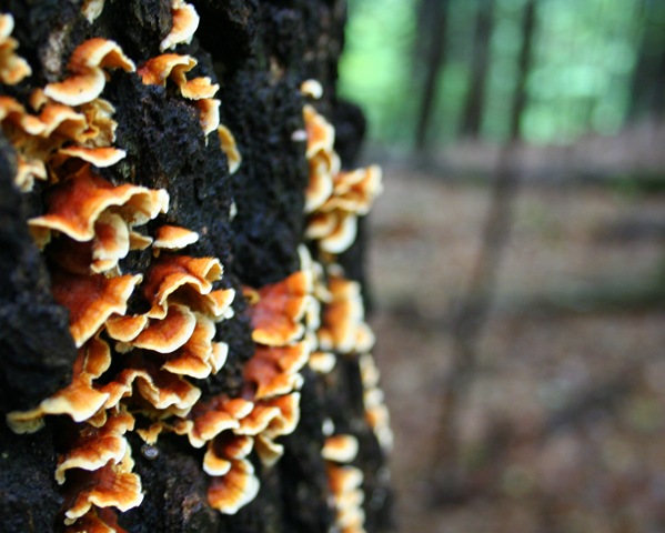[IMG_8299%255B3%255D.jpg]