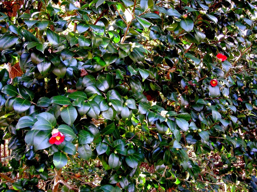 [camellia05.jpg]